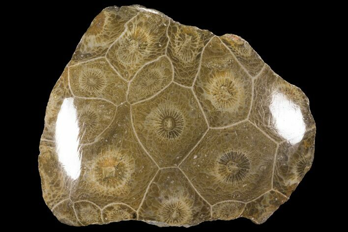 Polished Fossil Coral (Actinocyathus) - Morocco #100581